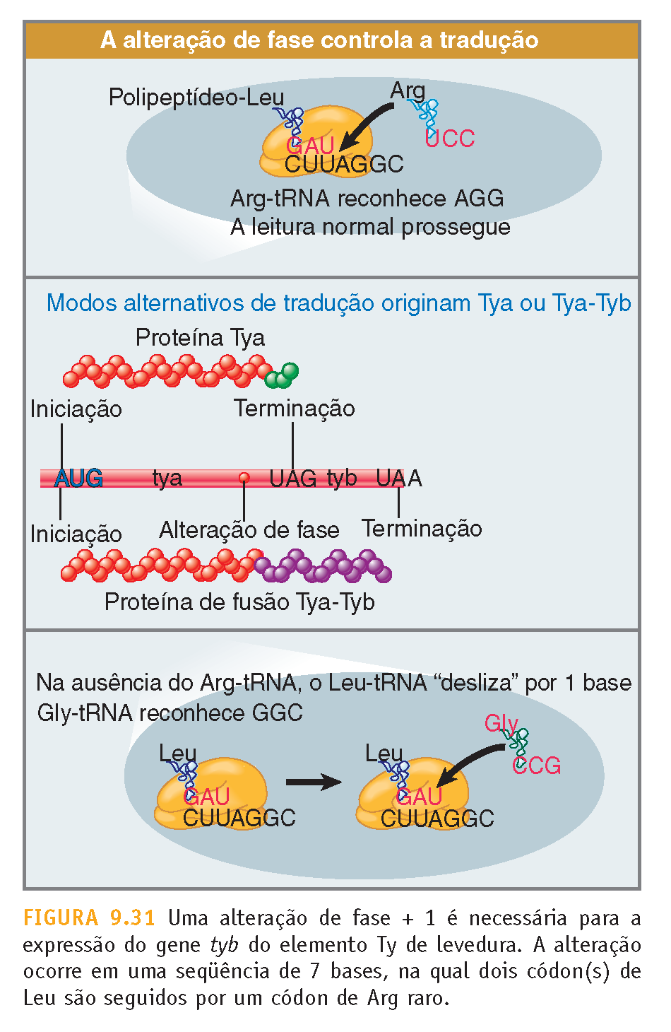 Frameshift Alteração da fase de leitura (frame) trnas específicos passam pelo