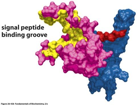 endereçamento na Proteína: 1- Seqüência sinal (16-30 aminoácidos no N-terminal) 2- Sinal de
