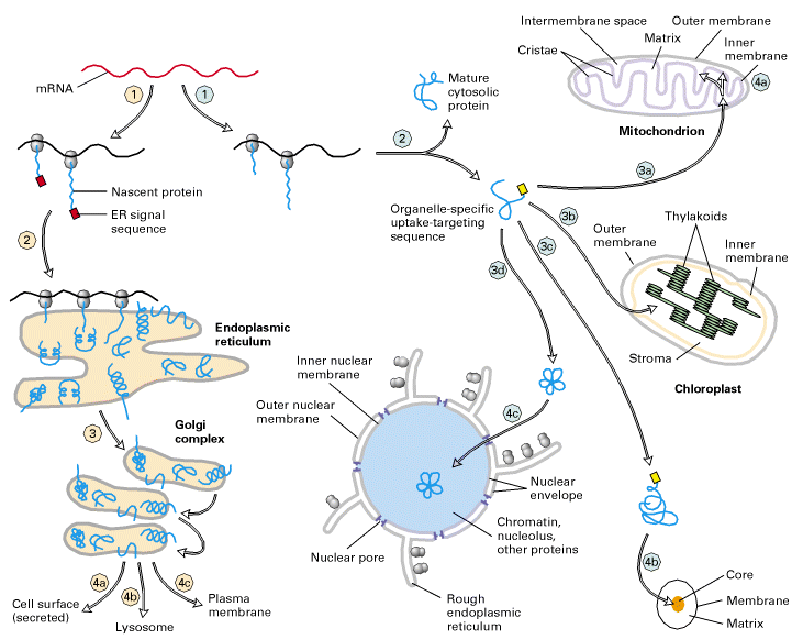 Endereçamento de proteínas I - Co-traducional (vias de secreção): ER Golgi Membrana plasmática Meio