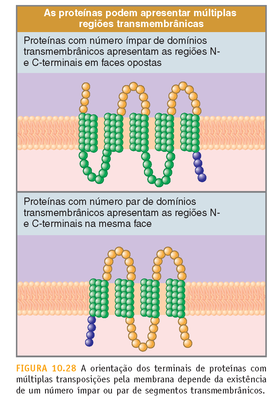 Proteínas transmembrana Domínios hidrofóbicos são capazes de