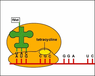 Inibidores de síntese protéica Antibióticos inibem a síntese de proteínas bacteriana Tetraciclina Liga