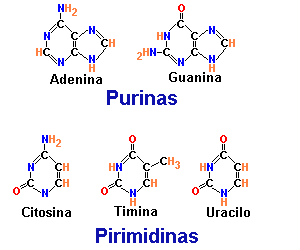 PROTEÍNAS Ácidos