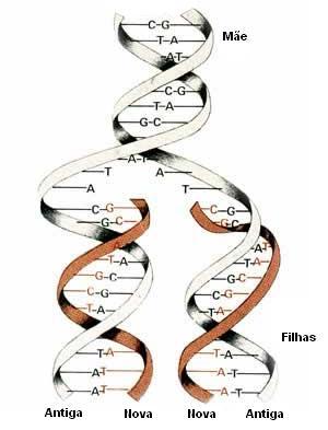 DNA-Polimerases Ligase Girase