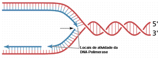 Replicação do DNA Processo