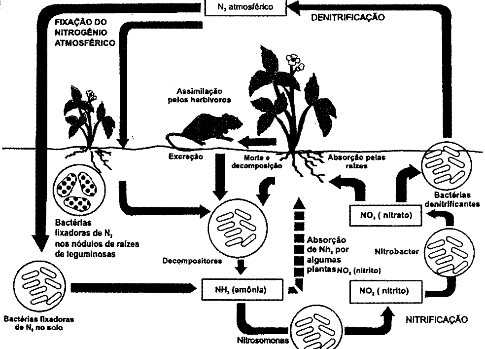 Ciclo do nitrogênio - N 2 N 2 atmosférico Fixação Denitrificação Nitrato Animais Vegetais Morte Excreção Nitrificação Nitrito Decompositores Amônia Nitrificação Raízes de leguminosas, solo e água Ou