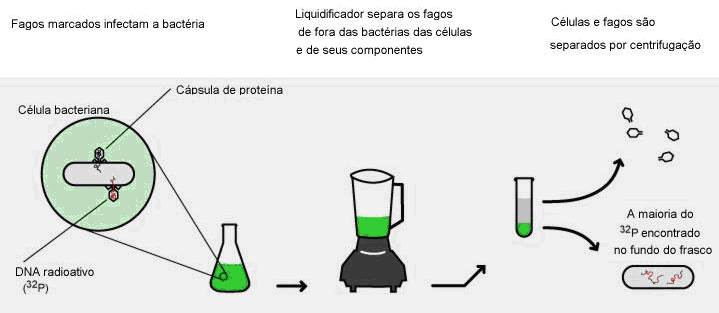 Marcação do DNA do bacteriófago T2: células de E. coli foram crescidas em meio de cultura contendo fósforo radioativo (32P) e infectadas com o fago T2.