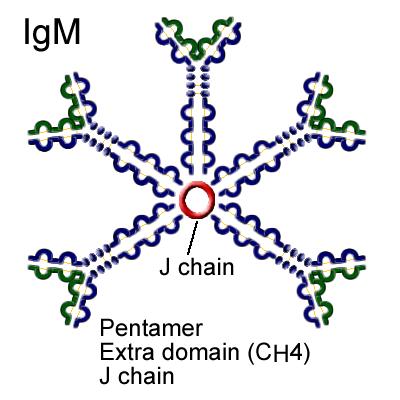 ANTIGÉNIO E ANTICORPO Figura 9 Concentrações das diferentes Subclasses de IgG ao longo da vida. 2.5.3 Cadeia pesada δ - Delta Está presente na IgD. Esta foi a última imunoglobulina a ser descoberta.