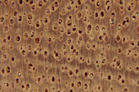 6 Figura 3. Características de Eucalyptus saligna. A face tangencial. B face radial. C fotomacrografia (10x).