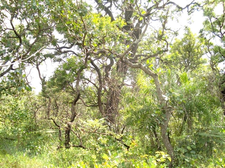 Creative Commons/Thiago Melo Bioma Cerrado ou Domínio do Cerrado Típico da Região Centro-Oeste Predominam as tropófilas Espécies vegetais