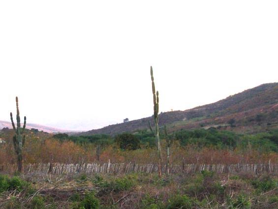 Wikimedia Commons/Julio Bioma Caatinga ou Domínio da Caatinga Chuvas escassas e irregulares clima semiárido