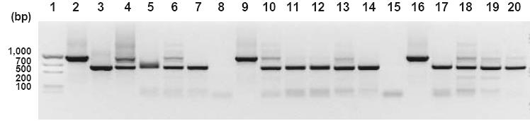 Genotipagem por PCR * Primers concatenados * Heteroduplex