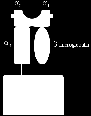 AVALIAÇÃO CLÍNICA EXAMES LABORATORIAIS DOSAGEM DE β2 MICROGLOBULINA MOLÉCULA DO MHC,