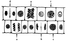 P á g i n a 213 99. (UF/GO) 102. (FUVEST) A figura a seguir representa o tecido meristemático de uma planta, onde podem ser observadas células em diferentes fases de divisão.