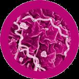 Chlamydia Salmonella SARM Streptococcus Tamanho Máx. (nm)... 1000 Tamanho Máx. (nm)... 1000 Tamanho Máx. (nm)... 1000 Tamanho Máx. (nm)... 1000 Número de estirpes... Perigo para o homem.
