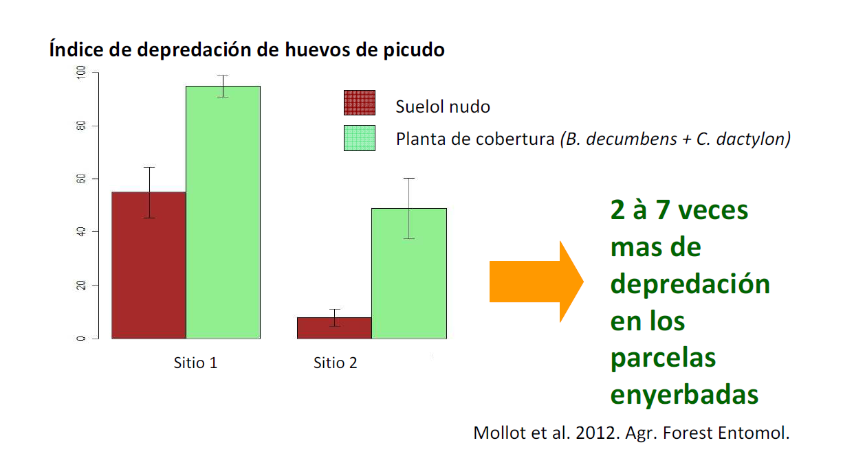 Funções das culturas de cobertura Índice de predação de ovos de