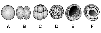 12. (Ufla) O esquema a seguir representa a diferenciação do tecido mesodérmico em animais triploblásticos.