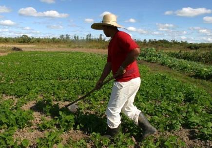 Sistema de Previsão de Riscos de Colapso de Safras no Semiárido Brasileiro Captura de dados de manejo Banco de dados de entrada para modelos agrometeorológicos