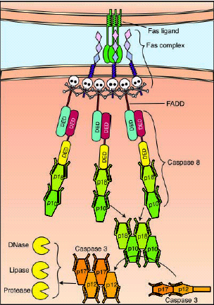 Na ausência do FasL, os complexos inactivos do receptor Fas são formados pela ligação de certos domínios do pré-ligando.