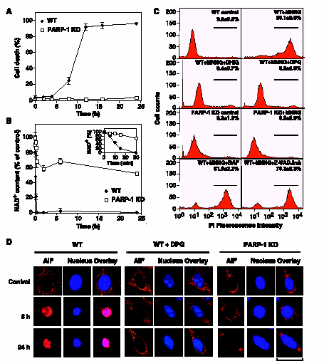 alguns inibidores específicos da PARP-1, como por exemplo, 1,5-dihidroxi-isoquinolina (DHIQ) e 3,4- dihidro-5-[4-(1-piperidinil)butoxi]-1(2h)-isoquinolinona (DPQ), bloquearam completamente a