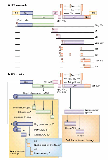 Fig. 7 - Organização genómica do HIV (Peterlin et al, 2003) O vírus contém, ainda, quatro genes que codificam as proteínas denominadas de acessórias sendo estas o Nef ( negative effector ), Vif (