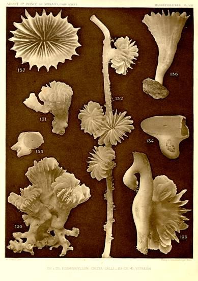 SAS Príncipe Alberto do Mónaco Résultats des Campagnes Scientifiques Accomplies sur son Yacht par Albert Ier Prince Souverain du Monaco - Campanhas nos Açores: 13 (1885-1914) em 27; 843 estações (122