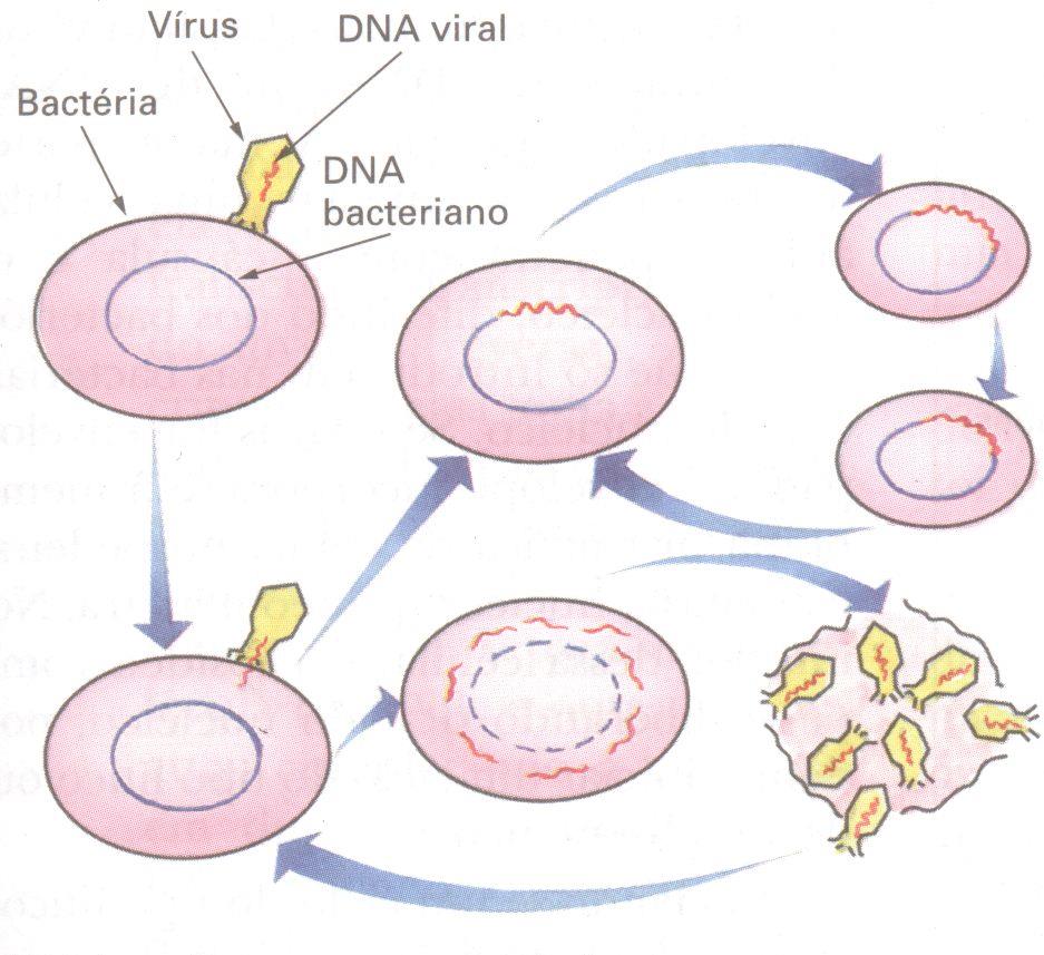 Reprodução dos Vírus Processo denominado montagem onde os vírus utilizam as