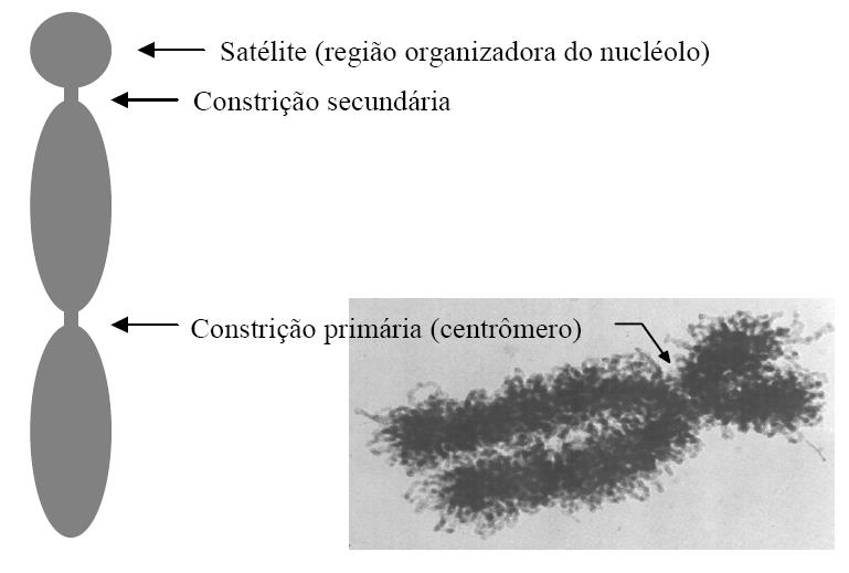 ESPIRALIZAÇÃO DA CROMATINA 2 nm 11nm 30 nm 300 nm