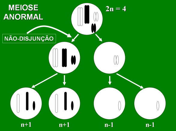 FUNÇÕES DA MITOSE E DA