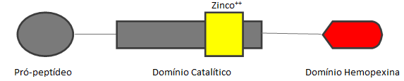 26 para as MMPs e não reagem necessariamente da mesma forma em resposta ao estímulo de ativação das metaloproteinases (BIKERDAL-HANSEN et al., 1993).