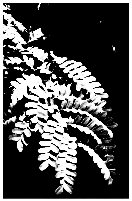 a) b) c) d) e) Estrutura Flor Fruto Caule Raiz Semente Gramínea Pinheiro Samambaia 23 - (UFRRJ) Na história evolutiva das plantas, o principal papel do fruto deve ter sido a proteção das sementes.