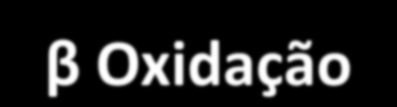 β Oxidação (4 passos básicos) - Remoção sucessiva de 2 C como acetil-coa - A partir da extremidade Carboxila-terminal do ác.