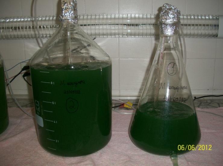 34 O cultivo foi iniciado em tubos de ensaio de 10 ml e erlenmeyers de 250 ml, sob agitação diária. A fase exponencial de crescimento (10 6 cel.