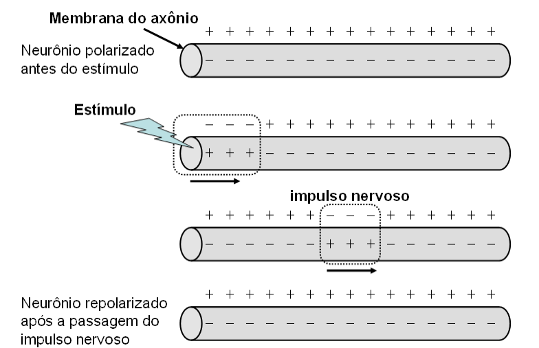 Colégio IMPULSO Prof.: Ramon Lamar BIOLOGIA - 6 Para o impulso nervoso passar de uma célula para outra são necessárias regiões especiais denominadas sinapses químicas.