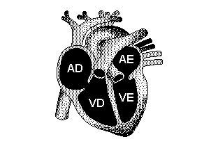 Assinale a alternativa correta: a) 3, 4 e 5 são artérias que levam o sangue do coração para outras partes do corpo. b) 1, 2 e 5 são veias que trazem o sangue venoso do corpo para o coração.