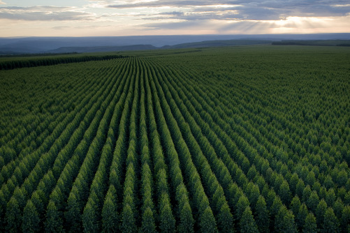 Página: 26 / 61 Canais Bigode drenagem através de normas (a) (b) Figura 21 - Manutenção de aceiros com construção de canais de drenagem (a) e caixa de contenção (b) As atividades realizadas na