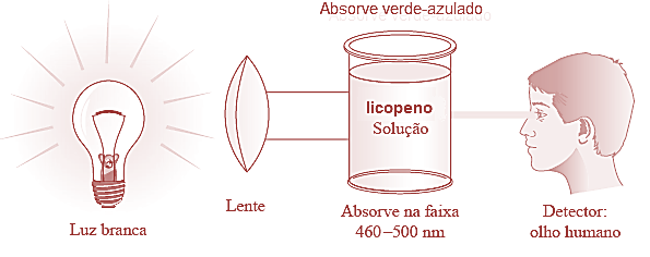 Resposta: O licopeno possui coloração vermelha, pois ocorre o efeito de conjunção (pi) que é responsável para o deslocamento do comprimento de onda ( ) e aumento da absorvidade molar(ε).