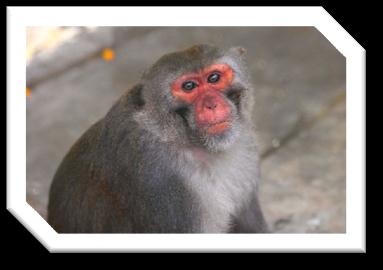 FATOR D ou Rh Landsteiner e Wiener (1940) descobriram o fator Rh a partir do estudo do sangue do macaco Rhesus (Macaca mulatta).