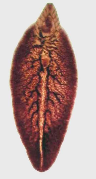 Classe TREMATODA Fasciola hepatica Parasita comum em ovelhas e gado. Homem é hospedeiro ocasional.