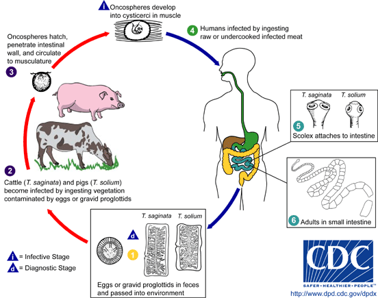 Oncosferas penetram na parede intestinal e circulam até a musculatura Oncosferas se desenvolvem no músculo Taenia: ciclo de vida O homem é infectado ingerindo carne crua ou