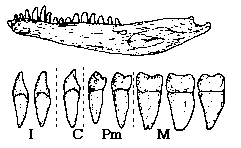 Dentes Homodontes iguais e