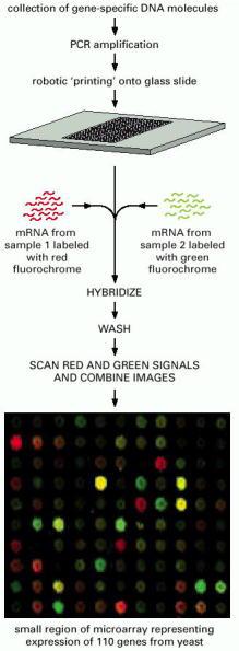 Um aparelho robótico é usado para aplicar cada amostra de DNA amplificado na superficie do glass slide microscópica, que é depois quimicamente processada para ligar permanentemente as sequências de