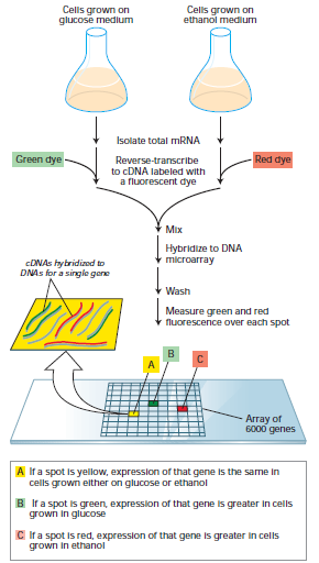 Preparação de DNA Microarrays Na preparação de microarrays, prossegue-se do seguinte modo: 1.