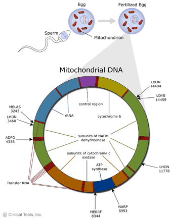 Transmissão Mitocondrial As mitocôdrias apresentam DNA interno, que codifica para proteinas mitocondriais.
