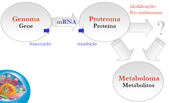 PROTEÓMICA A N Á L I S E P R O T E Ó M I C A A Proteómica A proteómica é uma ciência da área da biotecnologia que estuda o conjunto das proteinas e suas isoformas constidas numa amostra biológica,