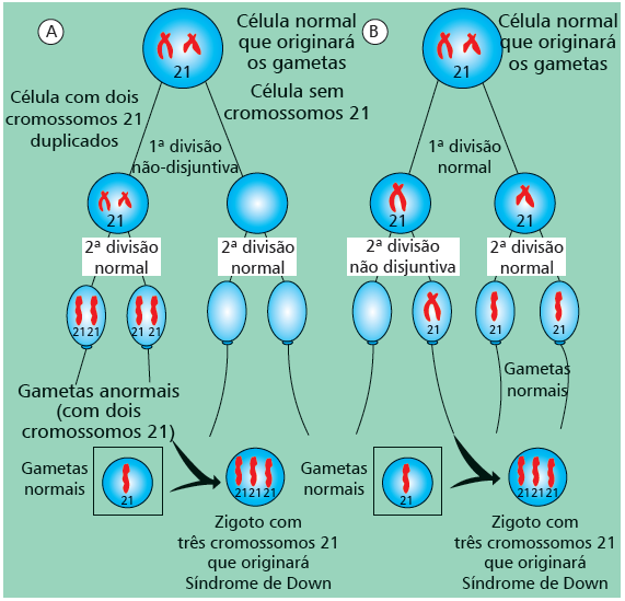 2014 - APOSTILA TURMA DE MEDICINA MÓDULO II No entanto, podem ocorrer erros nas mitoses após a fecundação originando embriões mosaicos, cujas células apresentam duas constituições cromossômicas