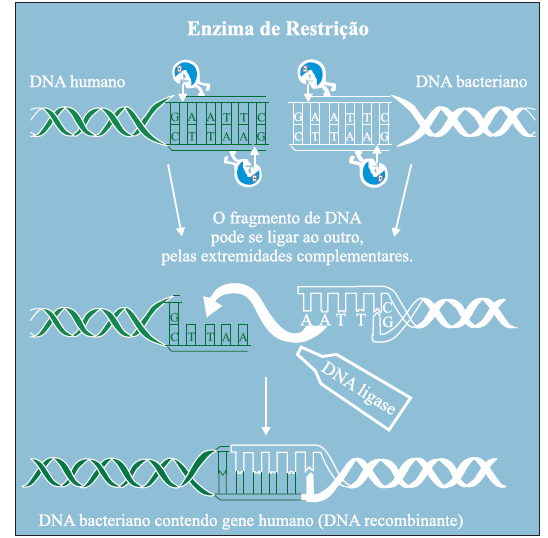 2015 - APOSTILA TURMA DE MEDICINA MÓD II OBSERVAÇÃO: Primer ou sequência iniciadora é uma sequência de bases pareadas ao filamento molde de DNA, que servirá de ponto de partida para a DNA Polimerase