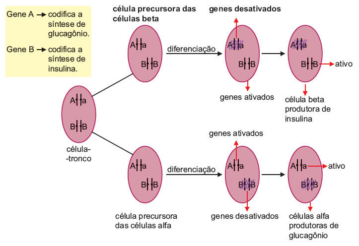 2014 - APOSTILA TURMA DE MEDICINA MÓDULO II Mecanismo e Consequências da Diferenciação Celular As células possuem estas duas características: potencialidade e diferenciação.