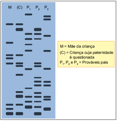 2014 - APOSTILA TURMA DE MEDICINA MÓDULO II 7. (UFV) O exame de paternidade tem sido muito utilizado na medicina forense.