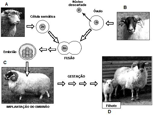 2015 - APOSTILA TURMA DE MEDICINA MÓD II 14. O esquema representa de forma resumida o processo utilizado na clonagem do primeiro mamífero. Considere A, B e C ovelhas distintas.