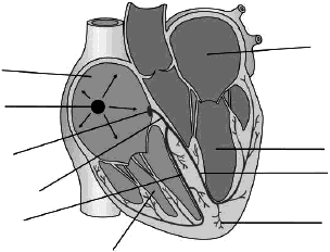 30. (Uel ) Analise a figura a seguir. a) nas artérias, o sangue circula mais lentamente por estar sob baixa pressão. b) as artérias possuem paredes mais espessas e ricas em fibras elásticas.